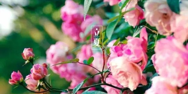 今日<i style='color:red'>立夏</i>丨春藏夏長(zhǎng)，愿你生如夏花，熱烈絢爛,一路芬芳！